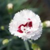 Dianthus coconut sundae white and red flowers