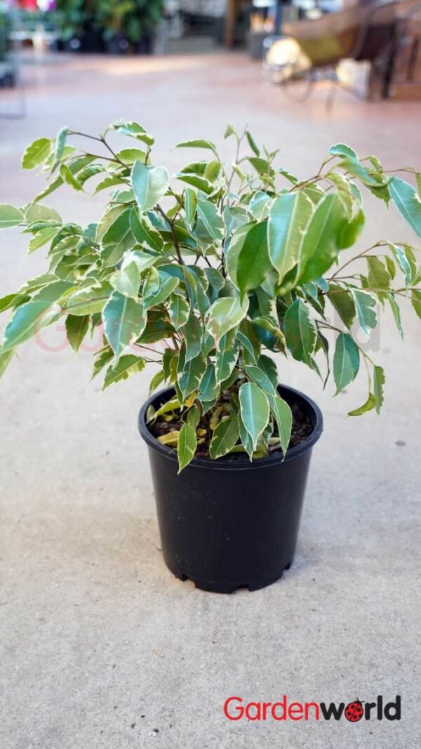Ficus Benjamina variegated