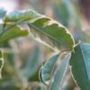 Ficus Benjamina variegated