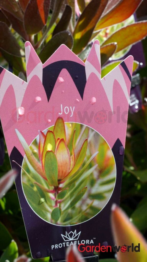 Leucadendron Joy