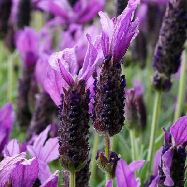 Lavender Javelin Forte deep purple flowers