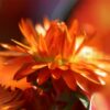 Bracteantha Mohave Orange flower