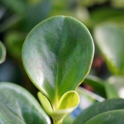 peperomia-jade-foliage