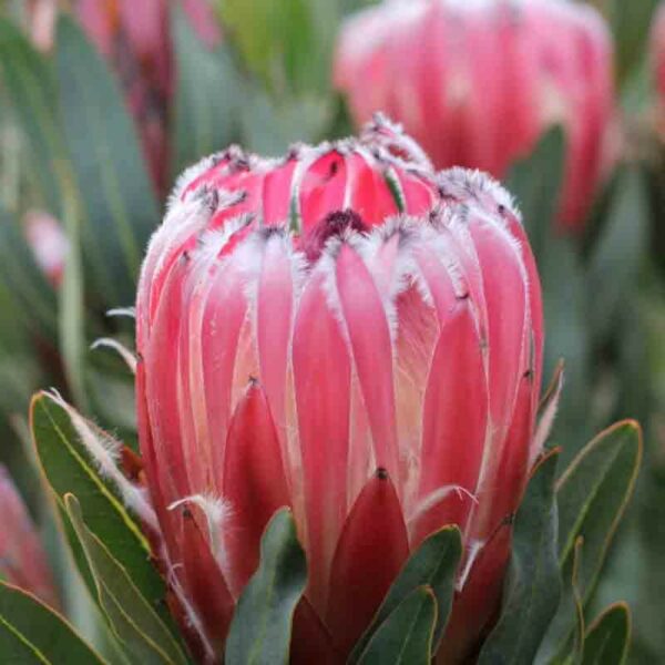 protea-frosted-fire proteaflora photo