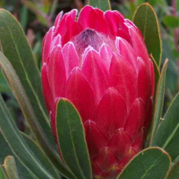 Protea Special Pink Ice proteaflora photo