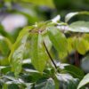 Schefflera Amate foliage