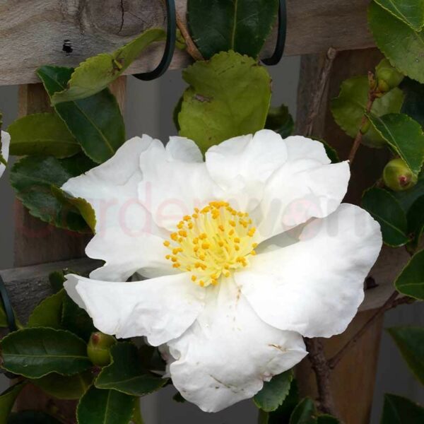 Camellia Setsugekka Espalier