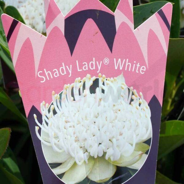 Shady Lady White label