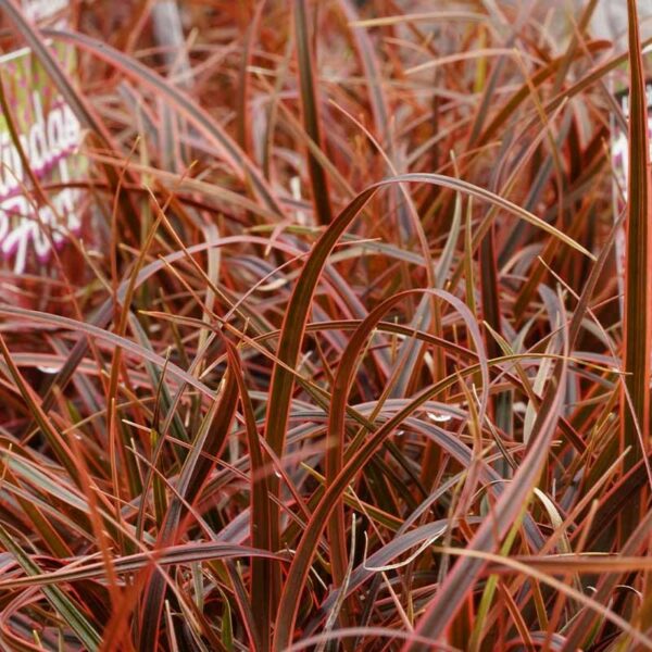 ucinia belindas grass with red leaves