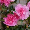 Camellia With Love Espalier