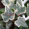 Hedera helix Variegated