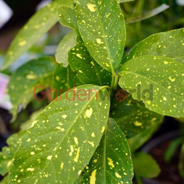 Aucuba japonica variegata