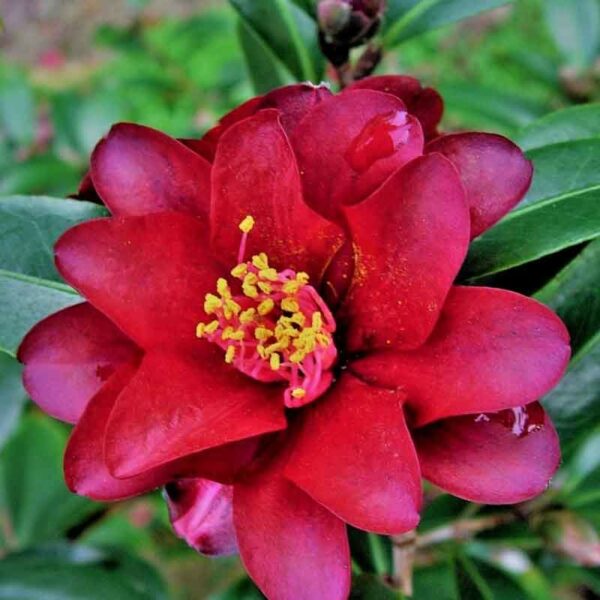 Camellia Night Rider photo from newmans nursery