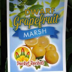 Grapefruit Marsh Dwarf
