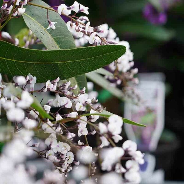 Hardenbergia Free and Easy