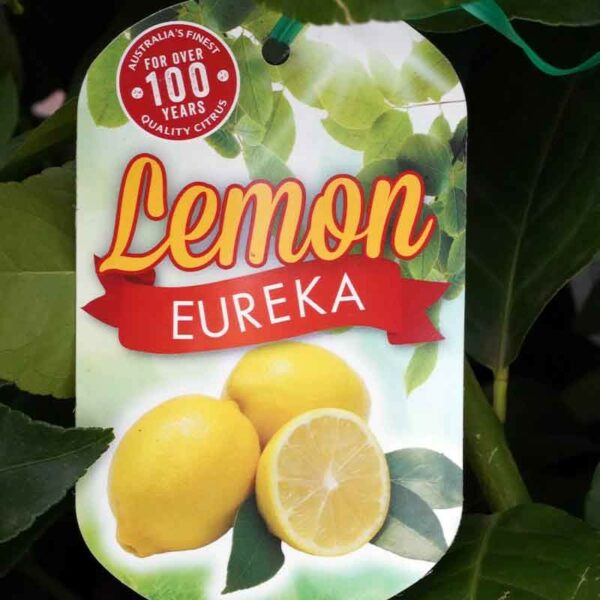 Lemon Eureka