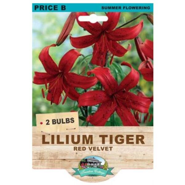 Lilium Tiger Red Velvet