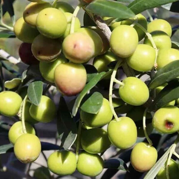 olive-garden-harvest
