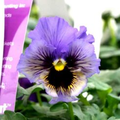 Pansy Frilly