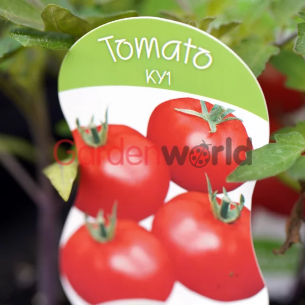 Tomato KY1