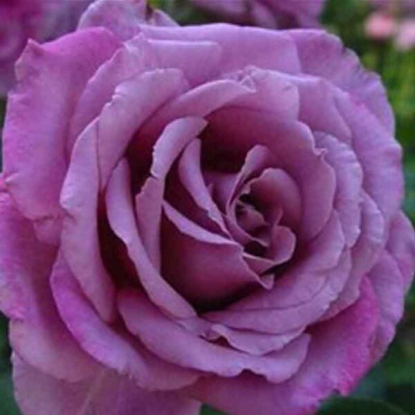 Fragrant Plum Rose