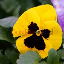 Pansy Gold with Face Flower