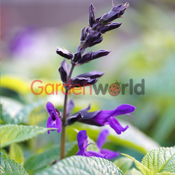 Salvia Purple & Bloom
