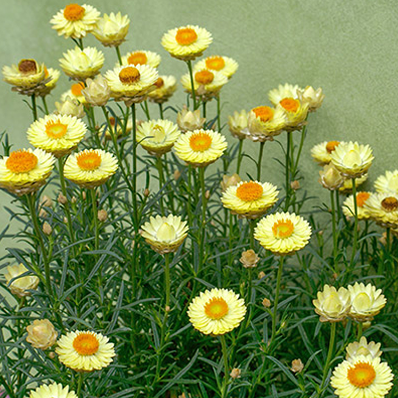 Details about   Daisy ''Margaret Flower'' ~75+ Top Quality Seeds Spring Extra Blooming