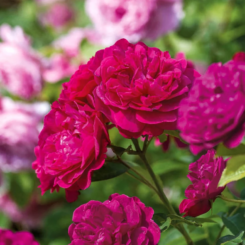 Darcey Bussell Rose