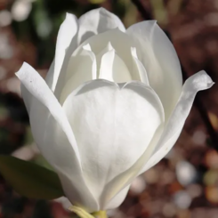 magnolia denudata