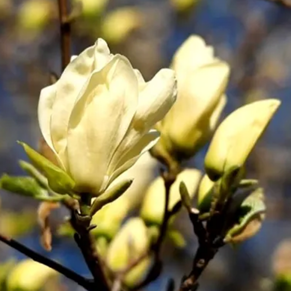 Magnolia 'Elizabeth' flower
