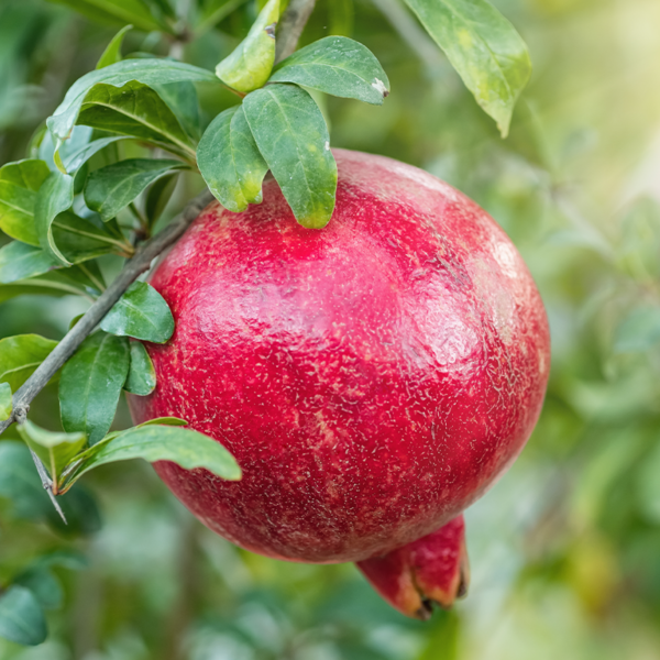 Pomegranate Mollar de Elche Fruit