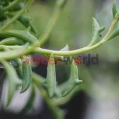 evergreen succulent vine with unique Dolphin-shaped leaves that grow in long tassels.