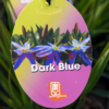 Thelionema caespitosum Dark Blue