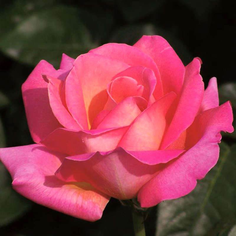Chicago Peace Hybrid Tea - Roses - Garden World Nursery