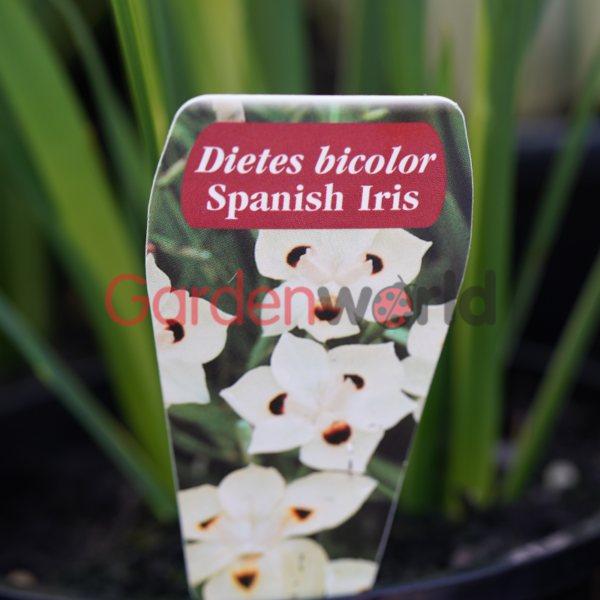 Dietes bicolor Spanish Iris