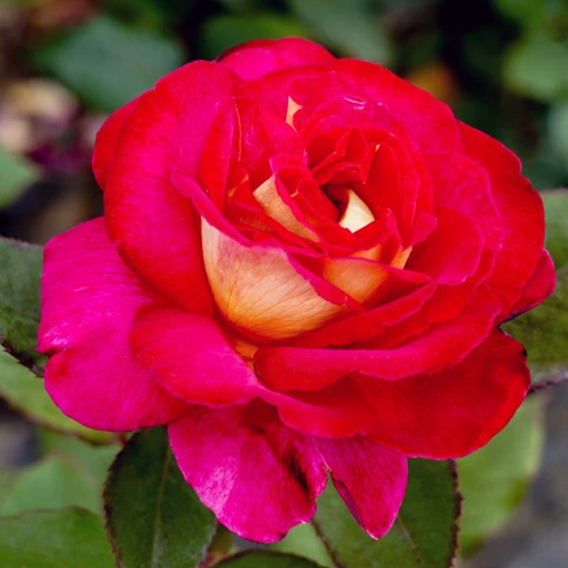 Fiona's Wish Hybrid Tea - Roses - Garden World Nursery