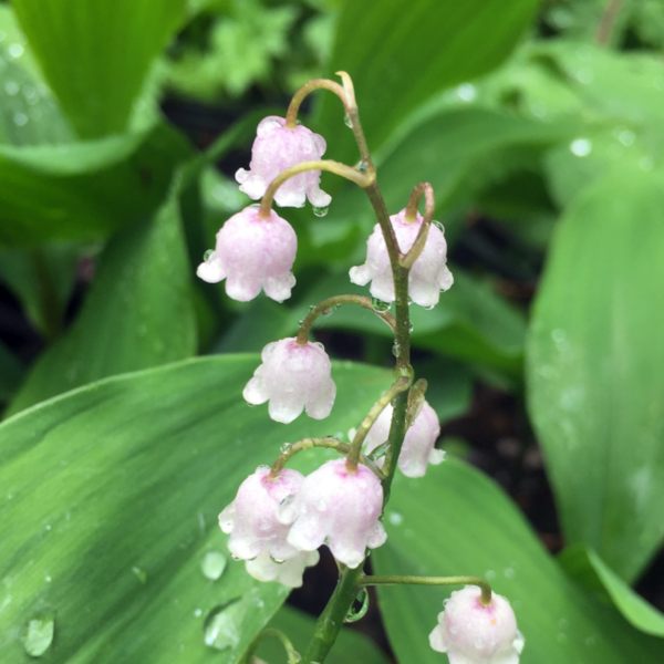 lily-of-the-valley-pink