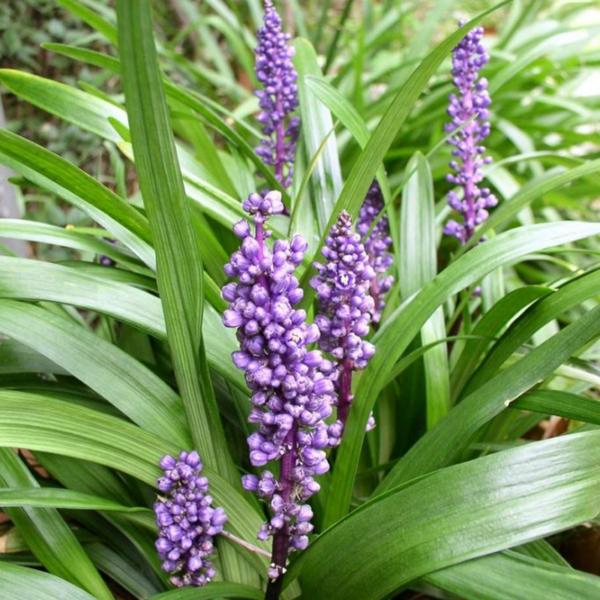 liriope muscari 'royal purple'