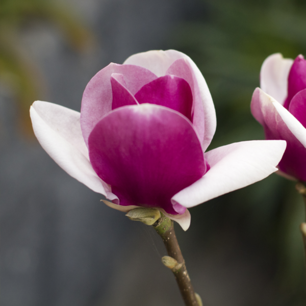 magnolia cameo flower