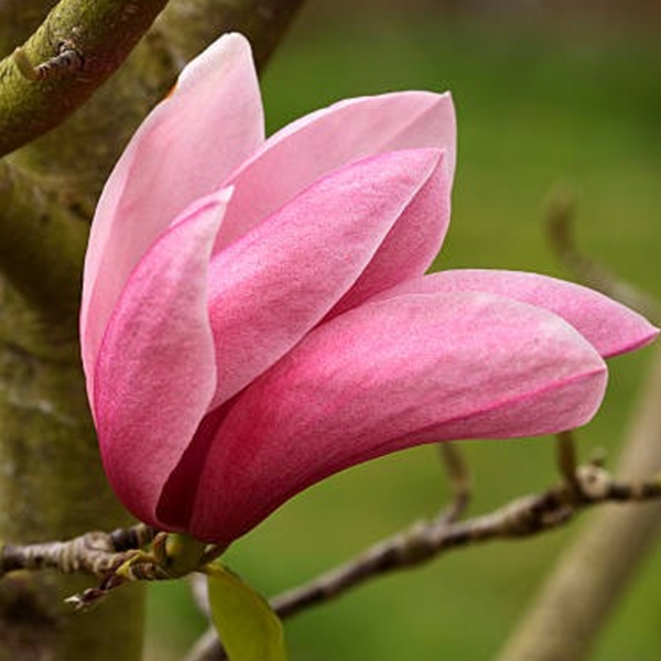 magnolia-star-wars