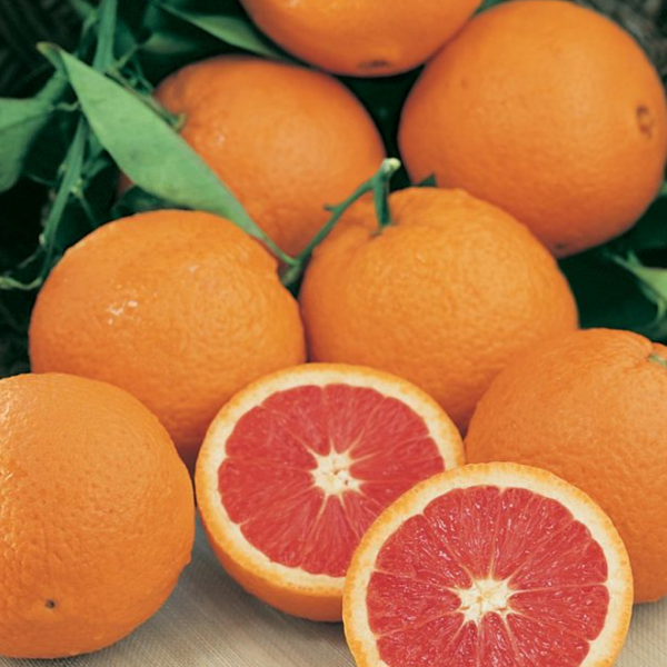Orange Cara Cara Fruit