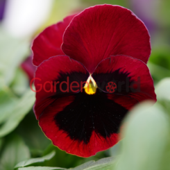 Pansy Red with Face Flower