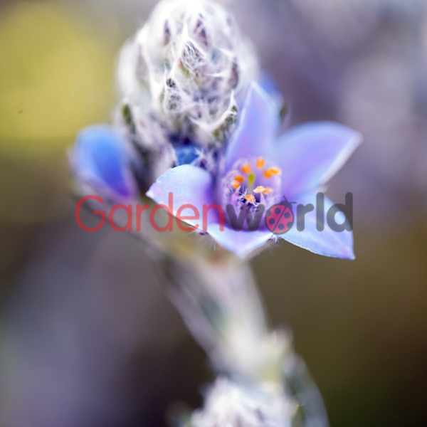 Philotheca Blue Wax Flower