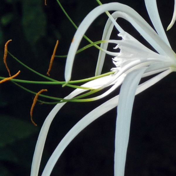 Hymenocallis harrisiana Spider Lily