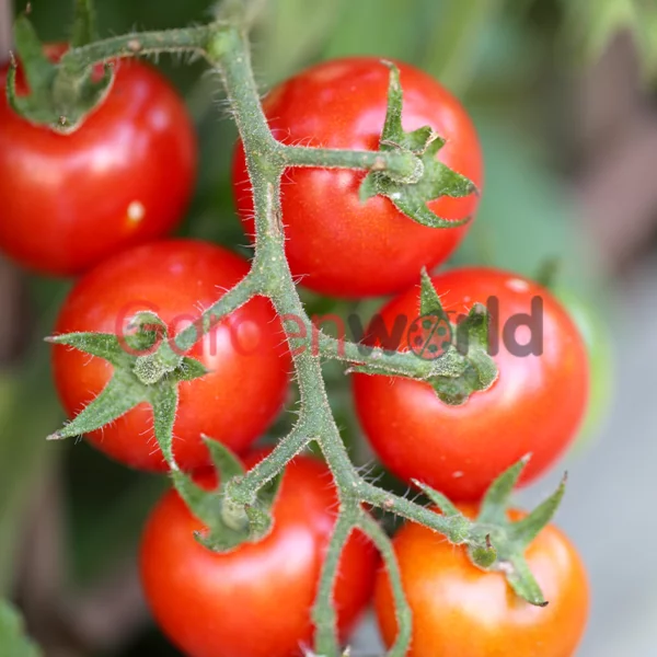 Tomato Tommy Toe