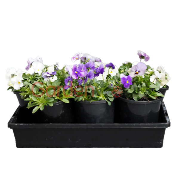 10 Mixed Viola 10cm Pot - Flowers - Garden World Nursery