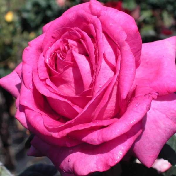 Chartreuse De Parme - Delbard Rose
