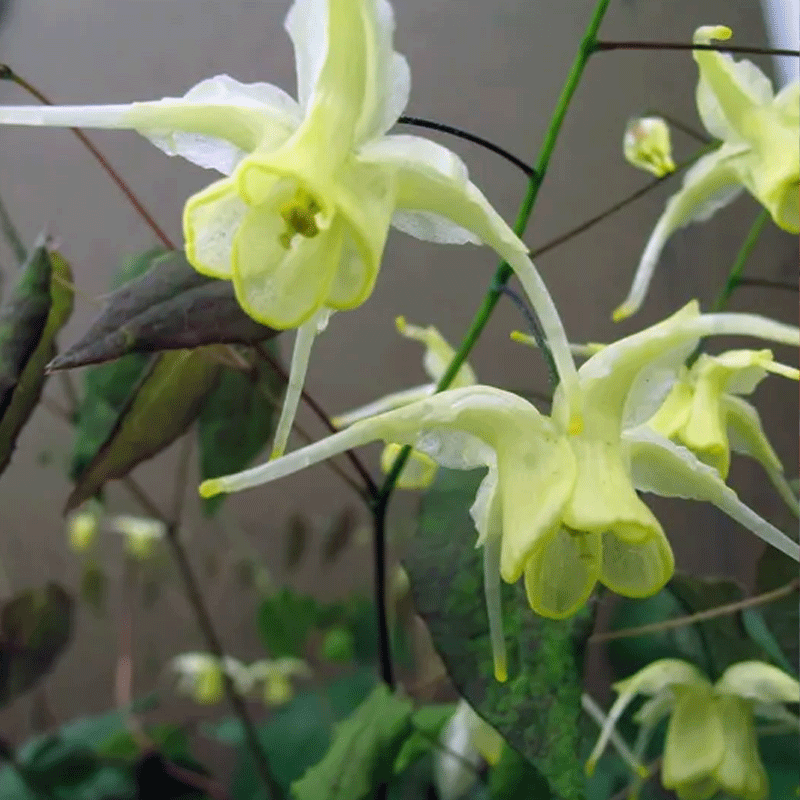 Epimedium Flowers of Sulphur 14cm Garden World