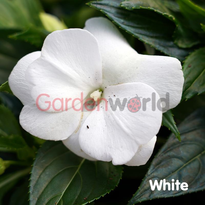 New Guinea Impatiens 13cm - Garden World Nursery